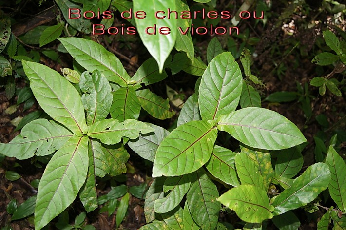 BAc-Bois de charles ou Bois de violon- A calypha integrifolia- Euphorbiac�e-RM