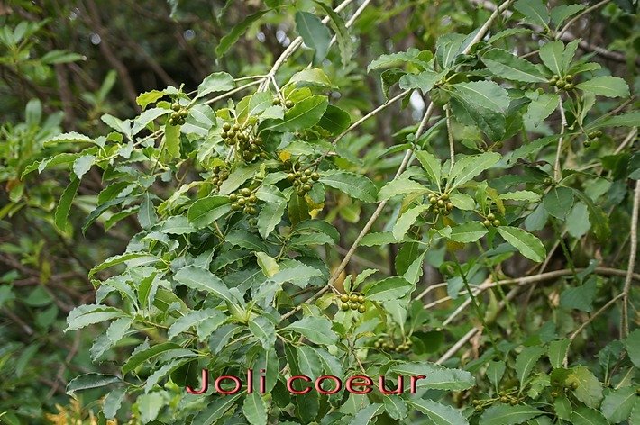 BAc-Bois de joli coeur- Pittosporum  senacia senacia-Pittosporac�e-M