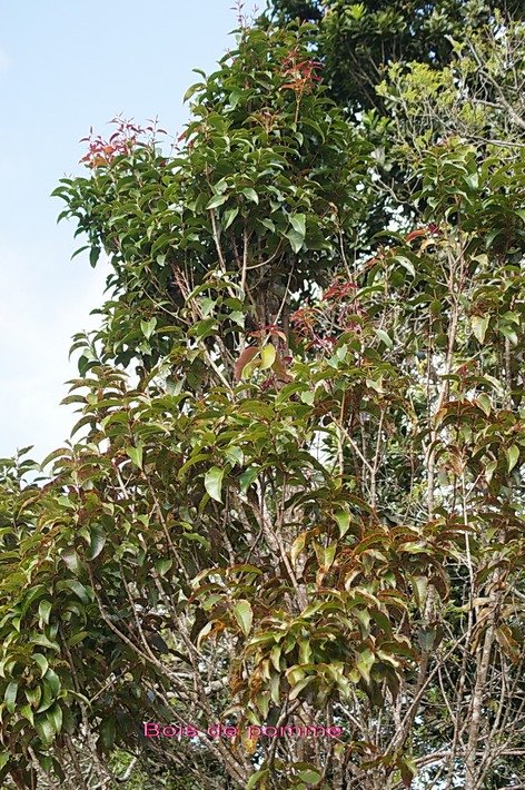 BAc-Bois de pomme-Syzygium cymosum -Myrtac�e - E R-M