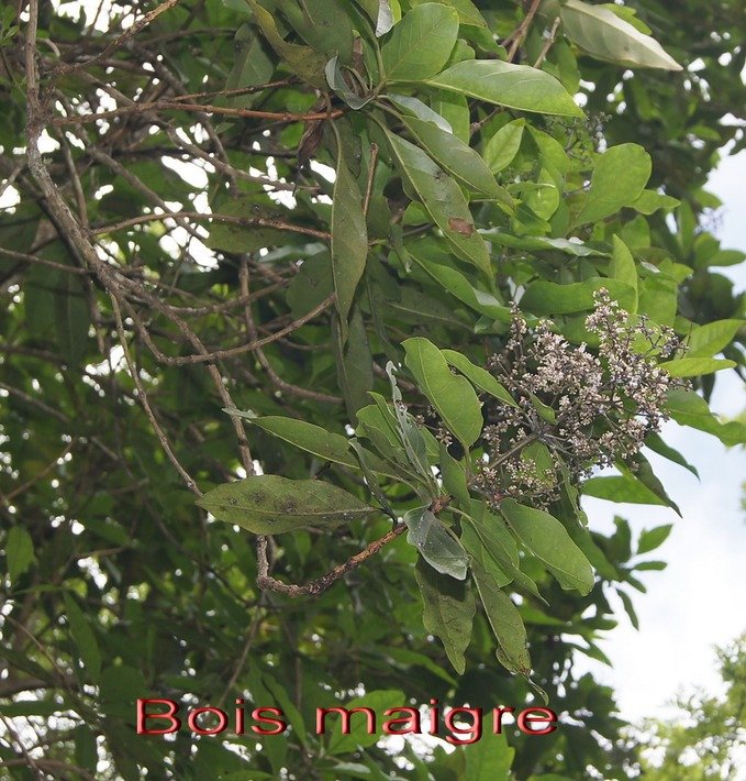 BAc-Bois maigre- Nuxia verticillata - Stilbac�e-M