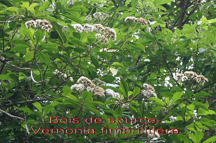 BAc-Bois source - Vernonia fimbrillifera- Asterac�e-E