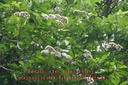 BAc-Bois source - Vernonia fimbrillifera- Asterac�e-E