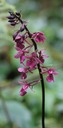 BAc-Calanthe sylvatica-Orchidac�e-SE Oc�an Indien