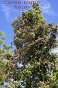 BAc-Corce blanc- Homalium paniculatum- Salicac�e- RM