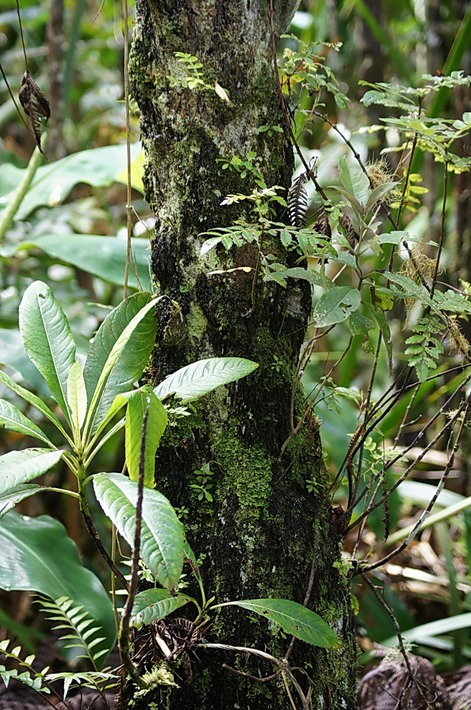 BAc-De jeunes plantes sur un tronc de Cyathea