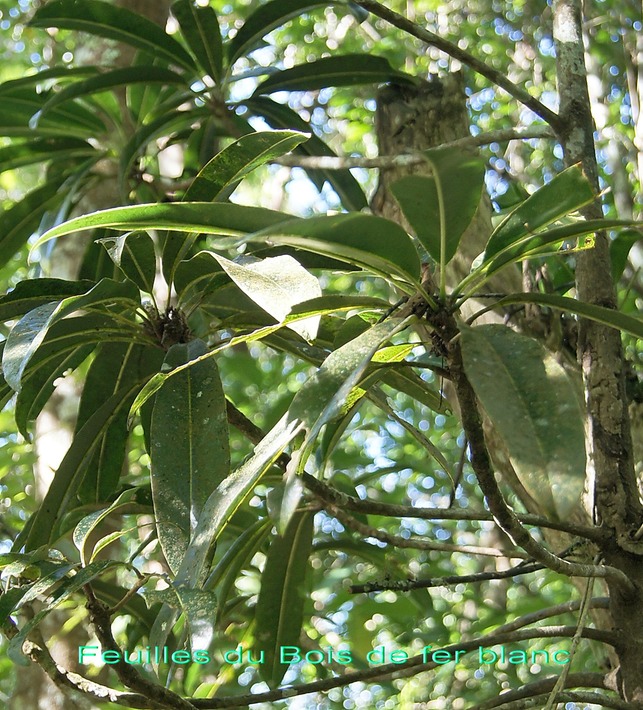BAc-Feuilles du Bois de fer blanc