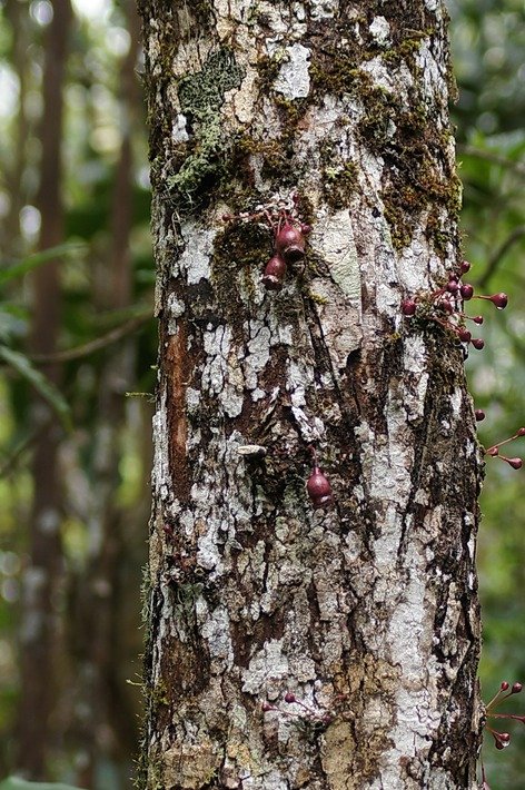 BAc-Fruits du Bois de pomme rouge (Cauliflorie)