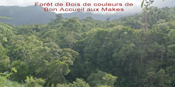 BAc-La for�t de Bon Accueil - Les Makes-Saint Louis