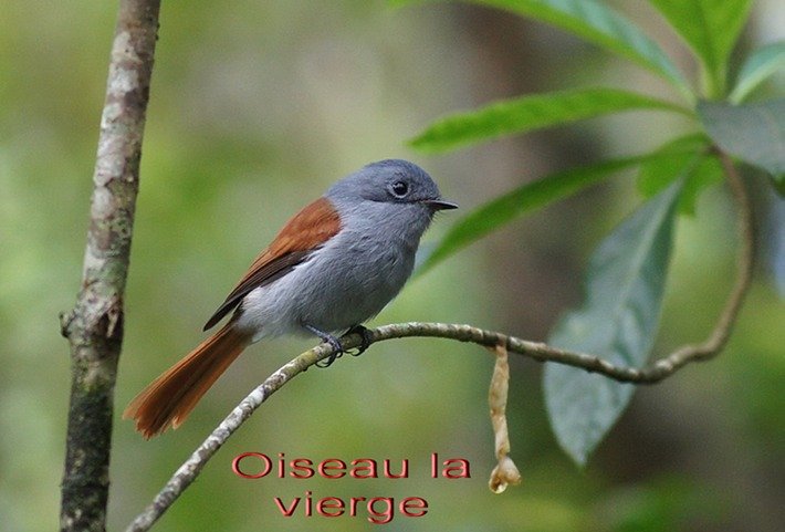 BAc-Oiseau la vierge sur un Bois d'Osto