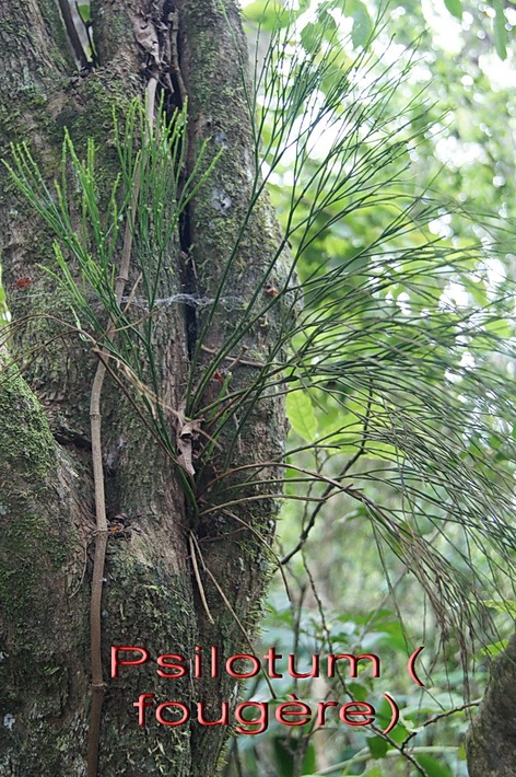 BAc-Psilotum nudum- Psilotac�e-I