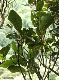 Ocotea obtusata .cannelle marron.lauraceae.endémique Réunion Maurice.P1820418