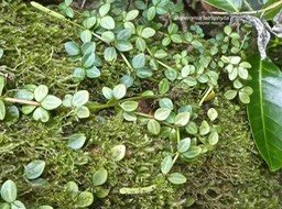 Peperomia tetraphylla. pourpier marron.piperaceae.indigène Réunion..P1820447