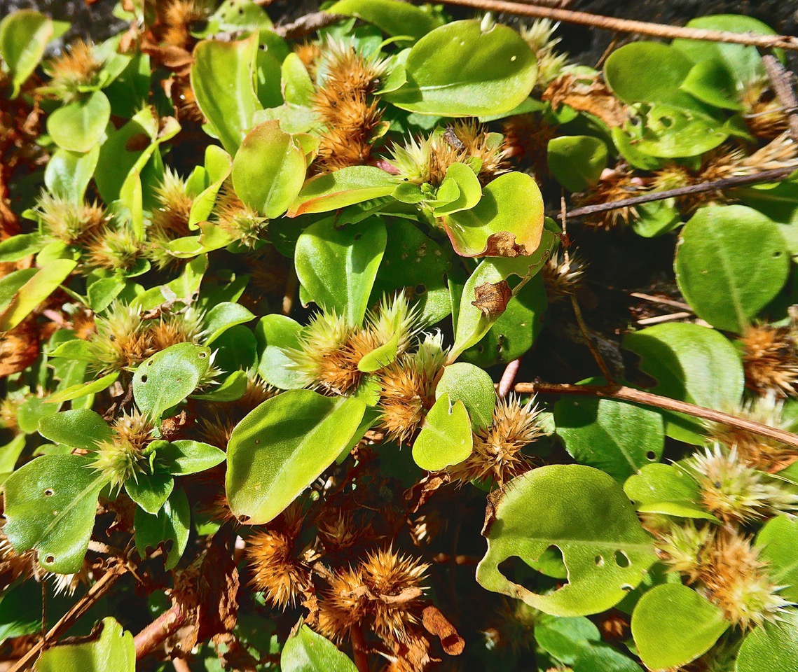 Alternanthera pungens-brede emballage a piquants.amaranthaceae.espece envahissante.?P1032314.jpeg