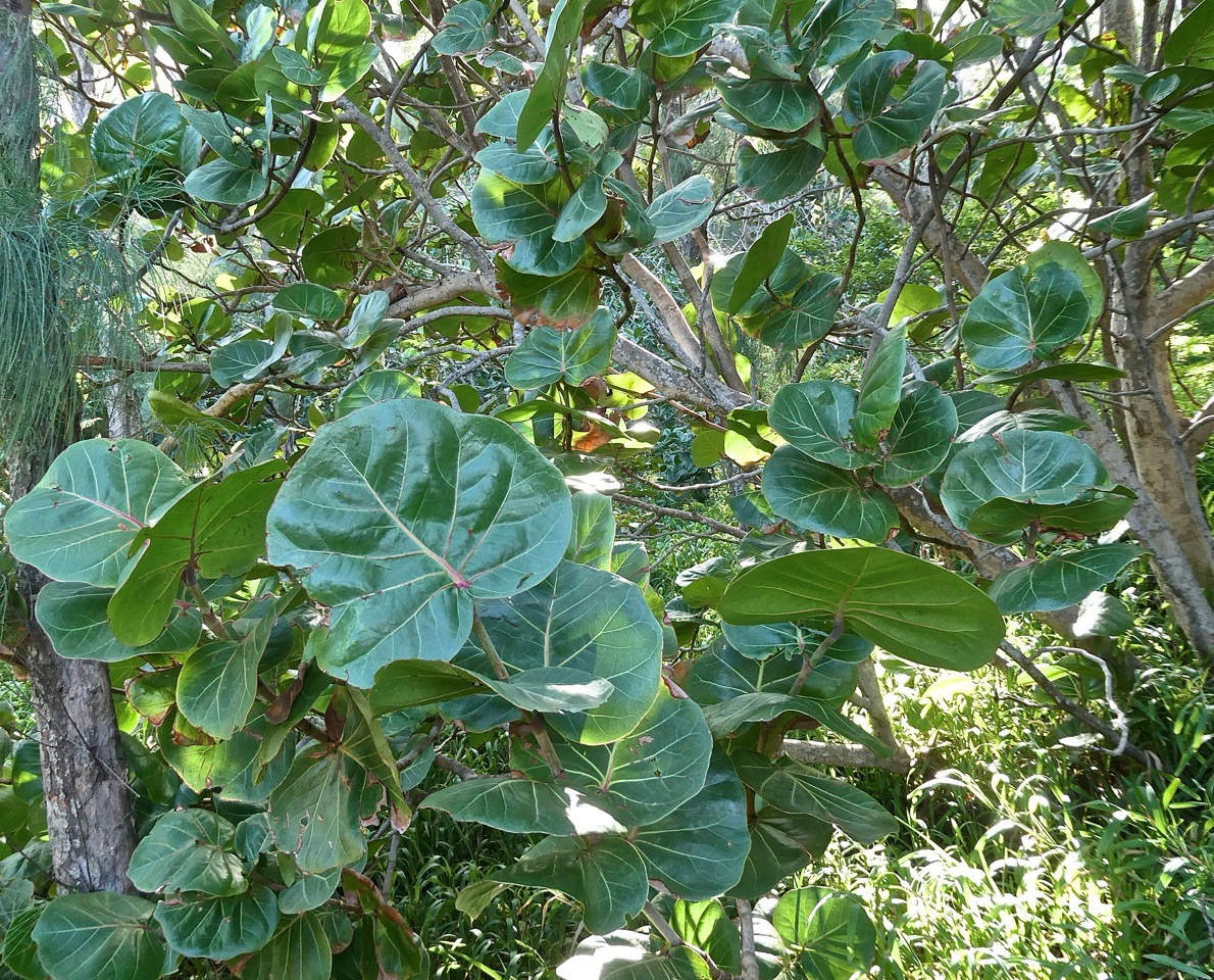 Cocoloba uvifera. raisin bord de mer .polygonaceae.P1032227.jpeg