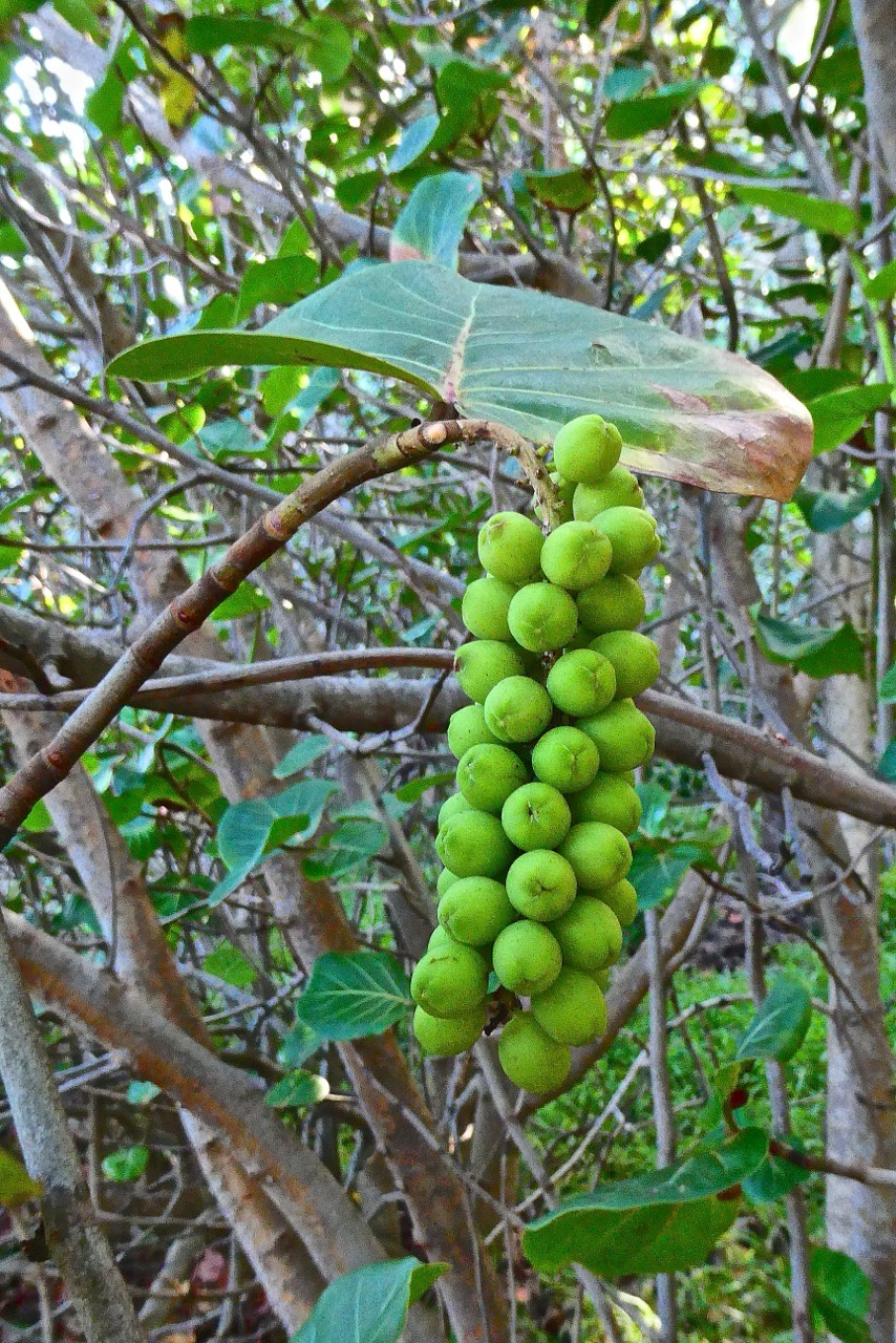 Cocoloba uvifera.raisin bord de mer.polygonaceae.P1032242.jpeg