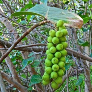 Cocoloba uvifera.raisin bord de mer.polygonaceae.P1032242.jpeg