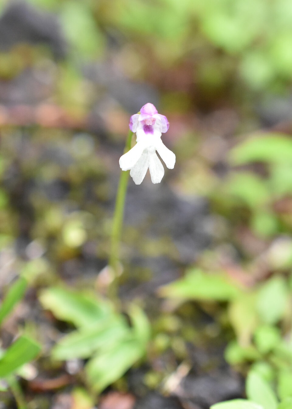 Cynorkis fastigiata - ORCHIDOIDEAE - Indigene Reunion.jpg