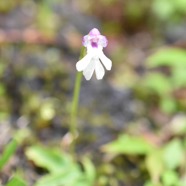 Cynorkis fastigiata - ORCHIDOIDEAE - Indigene Reunion.jpg