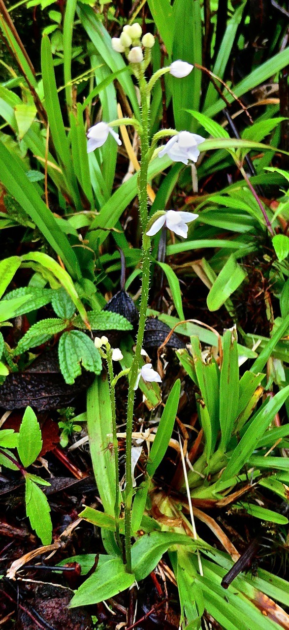 Cynorkis sp .orchidaceae.P1032124.jpeg