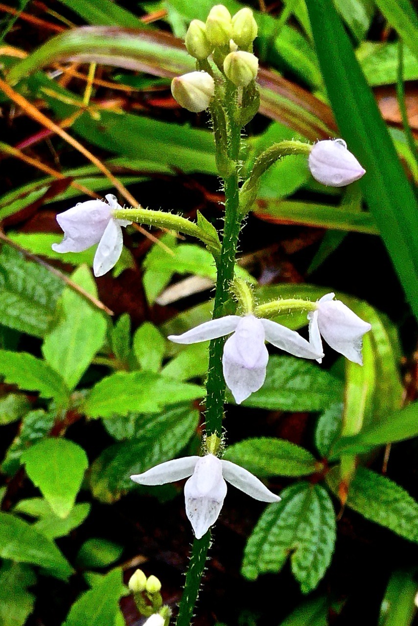 Cynorkis sp. orchidaceae.P1032137.jpeg