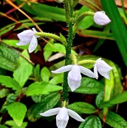 Cynorkis sp. orchidaceae.P1032137.jpeg
