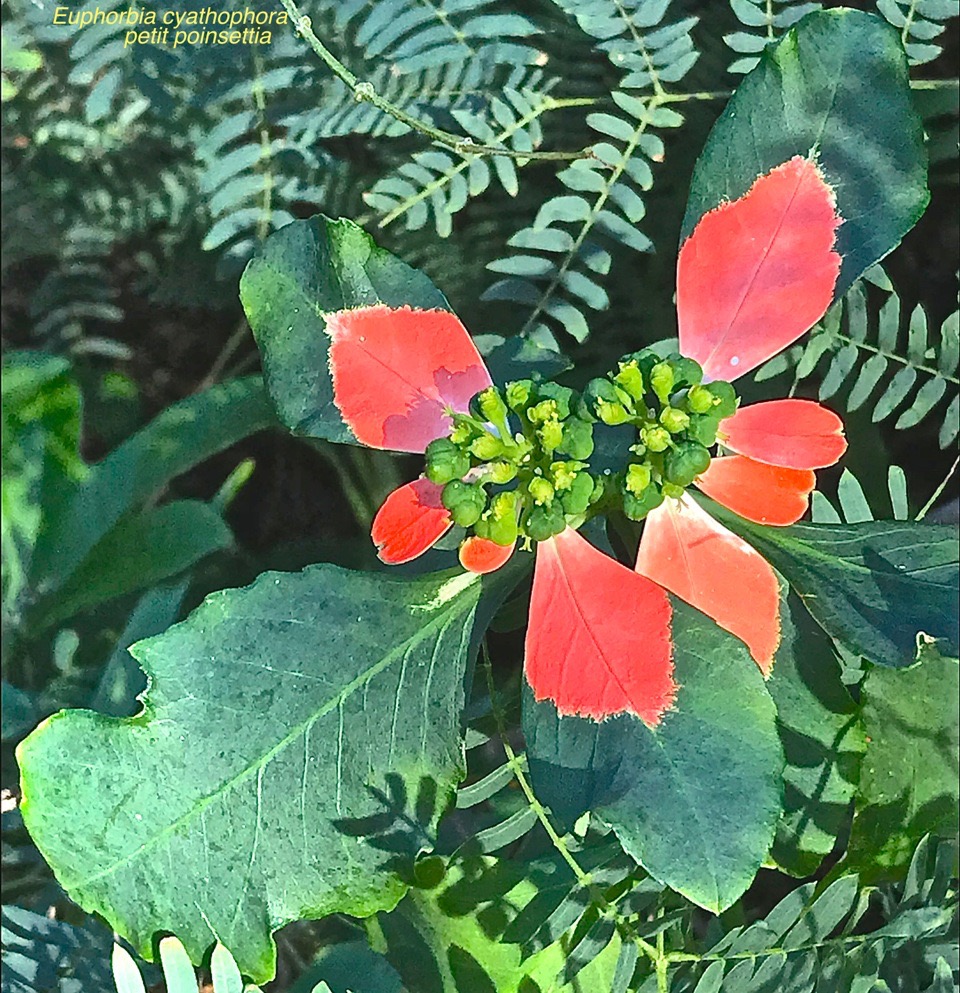 Euphorbia cyathophora.petit poinsettia .euphorbiaceae.espece envahissante.IMG_9079.jpeg