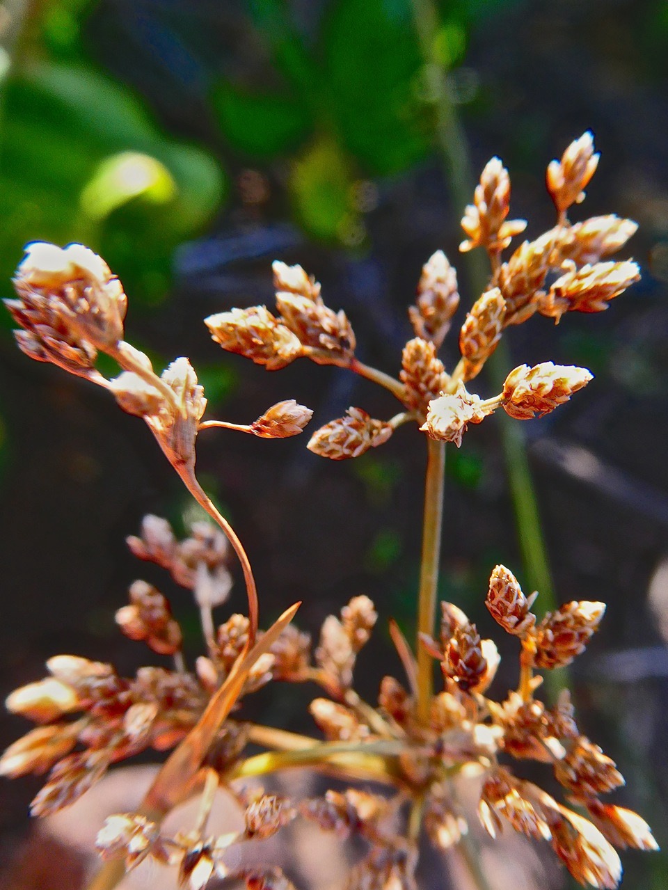 Fimbristylis cymosa - Cyperaceae - Indigene?P1032355.jpeg
