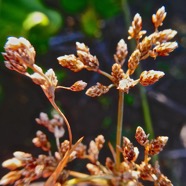 Fimbristylis cymosa - Cyperaceae - Indigene?P1032355.jpeg