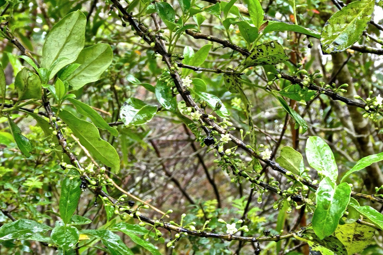 Geniostoma borbonicum - Bois de piment ou Bois de rat - Loganiaceae.endemique Reunion Maurice.?P1032149.jpeg