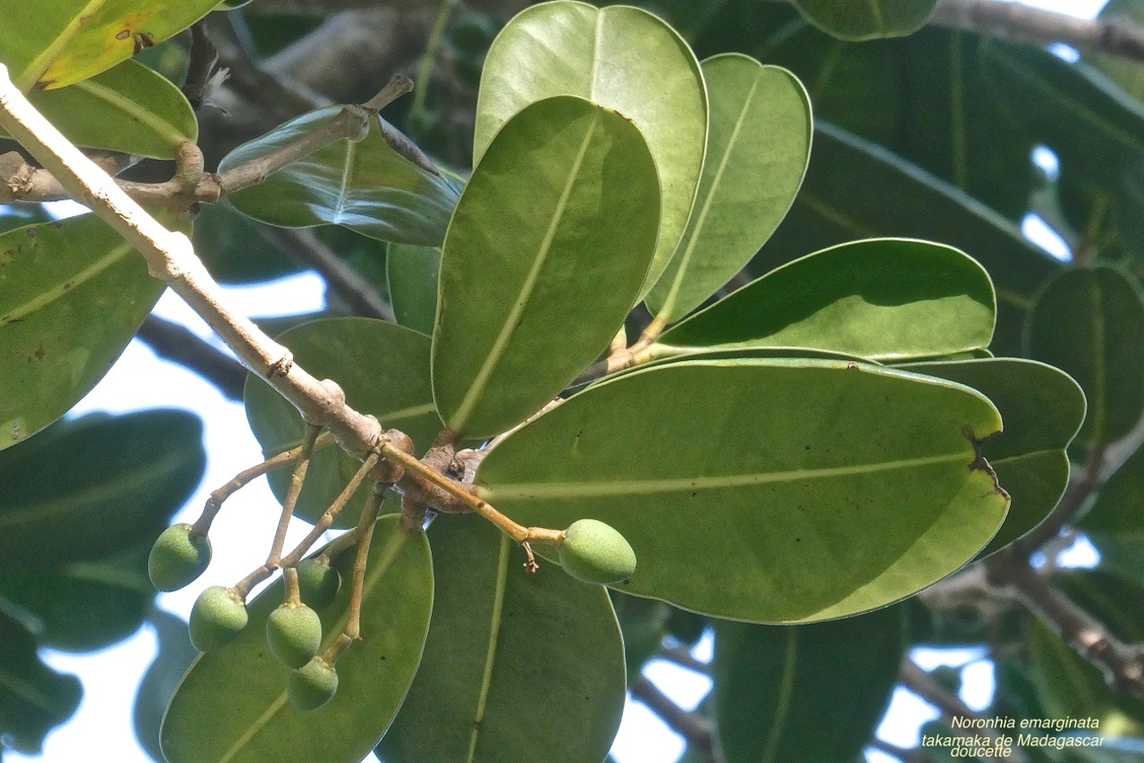 Noronhia emarginata.takamaka de Madagascar.doucette .(avec fruits immatures . oleaceae.P1032238.jpeg