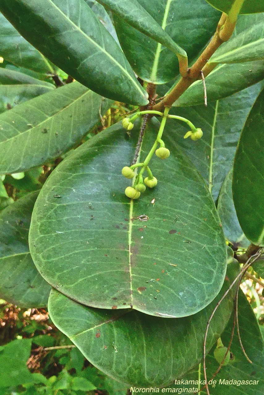 Noronhia emarginata.takamaka de Madagascar.doucette.oleaceae.P1032213.jpeg