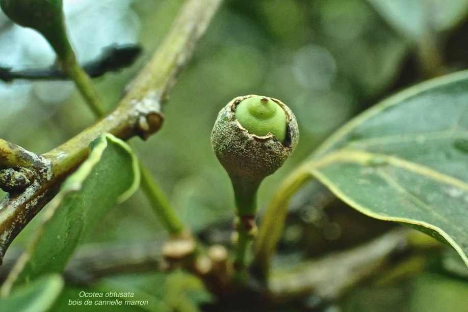 Ocotea obtusata - Bois de cannelle marron - fruit -lauraceae - endemique Reunion Maurice?P5310051.jpeg