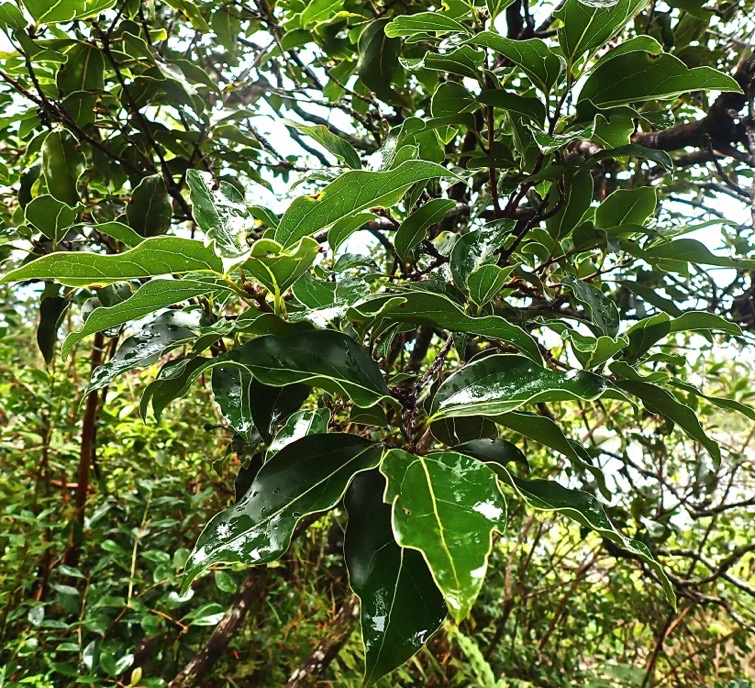 Ocotea obtusata - Bois de cannelle marron -lauraceae - endemique Reunion Maurice?P5310050.jpeg