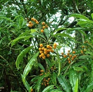 Pittosporum senacia - Bois de Joli coeur -(avec fruits ) Pittosporacee?P5310059.jpeg