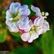Trianthema portulacastrum - Brede cacayanga - Aizoaceae - exoP1032337.jpeg