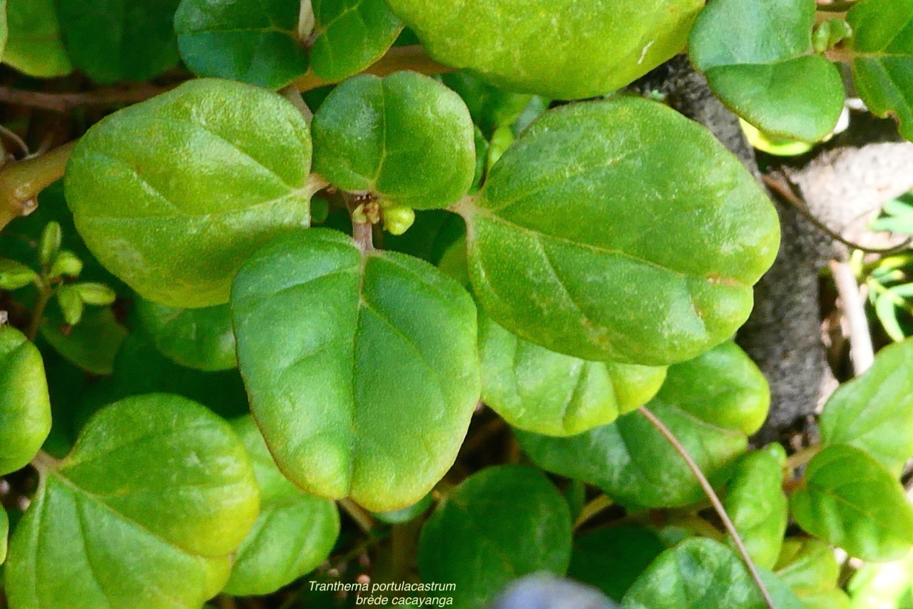 Trianthema portulacastrum - Brede cacayanga - Aizoaceae - exoP1032339.jpeg
