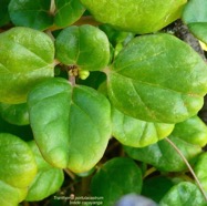 Trianthema portulacastrum - Brede cacayanga - Aizoaceae - exoP1032339.jpeg