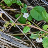 Trianthema portulacastrum - Brede cacayanga - Aizoaceae - exoP1032340.jpeg