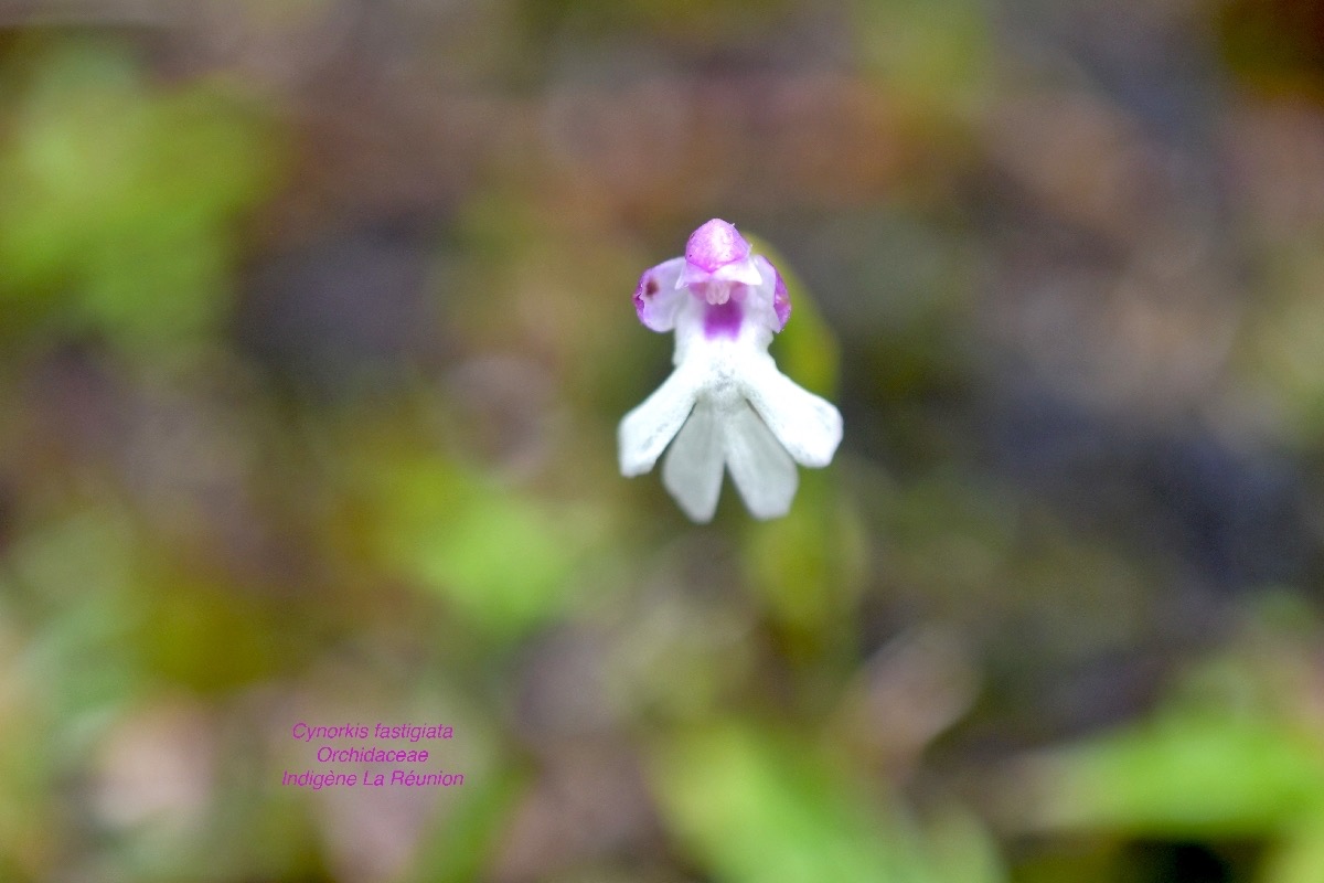DSC_4788.jpeg