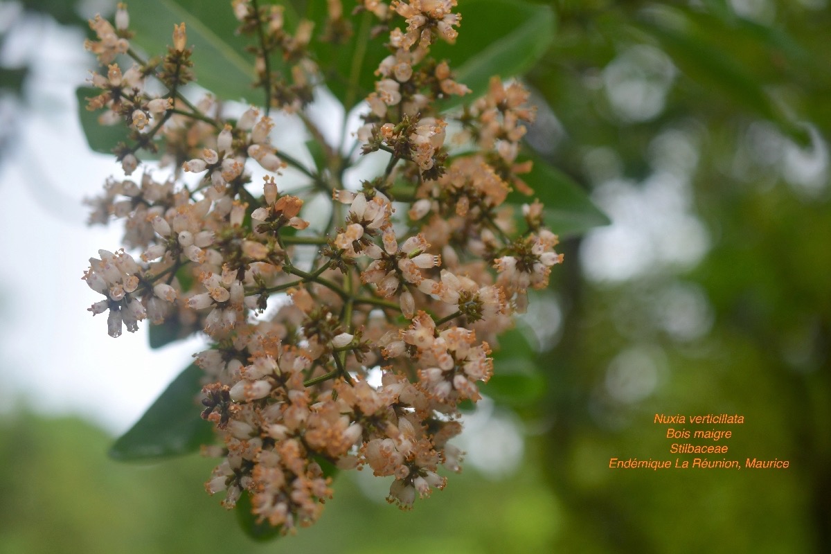 DSC_4798.jpeg