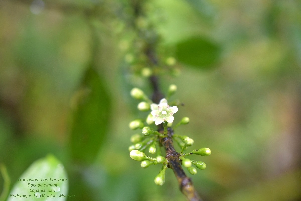 DSC_4803.jpeg