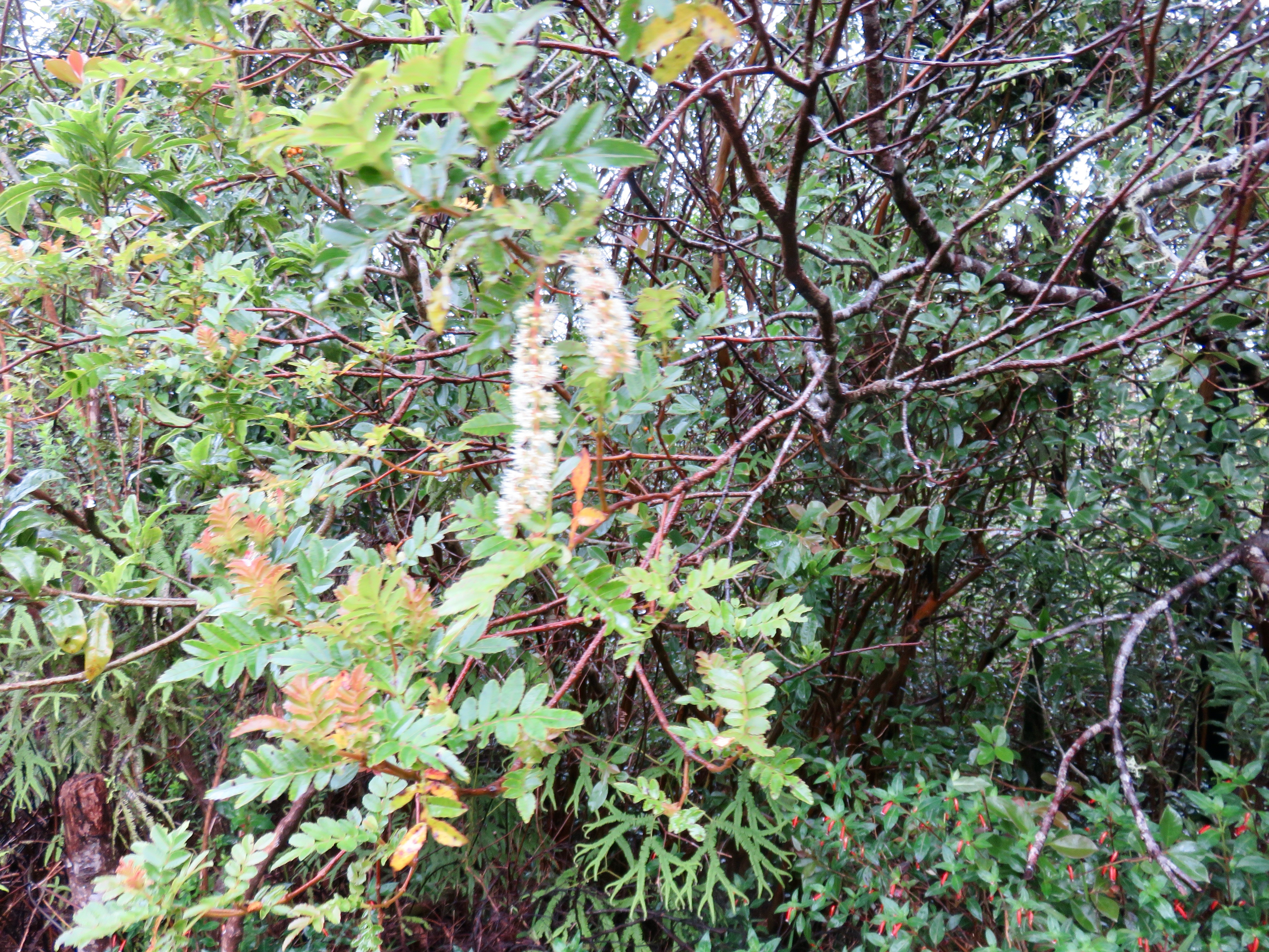 1. Weinmannia tinctoria - Tan rouge - CUNONIACEAE.jpeg