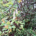 1. Weinmannia tinctoria - Tan rouge - CUNONIACEAE.jpeg