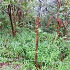 2. Le piquet revit. -  Psidium cattleianum - Goyavier - Myrtacee - exo.jpeg