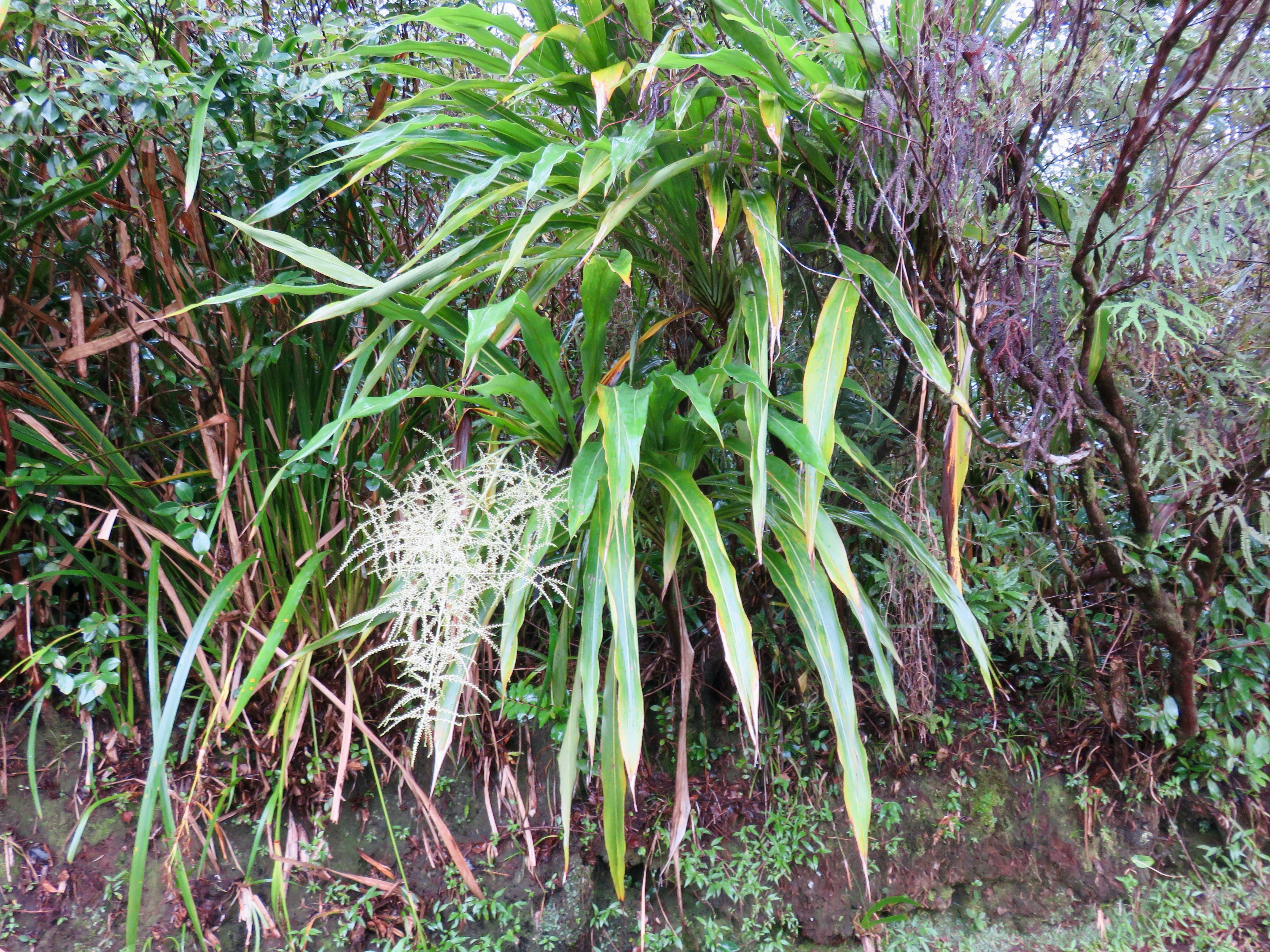 3. Cordyline mauritiana - Canne marron - LILIACEAE -E RM.jpeg