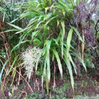 3. Cordyline mauritiana - Canne marron - LILIACEAE -E RM.jpeg