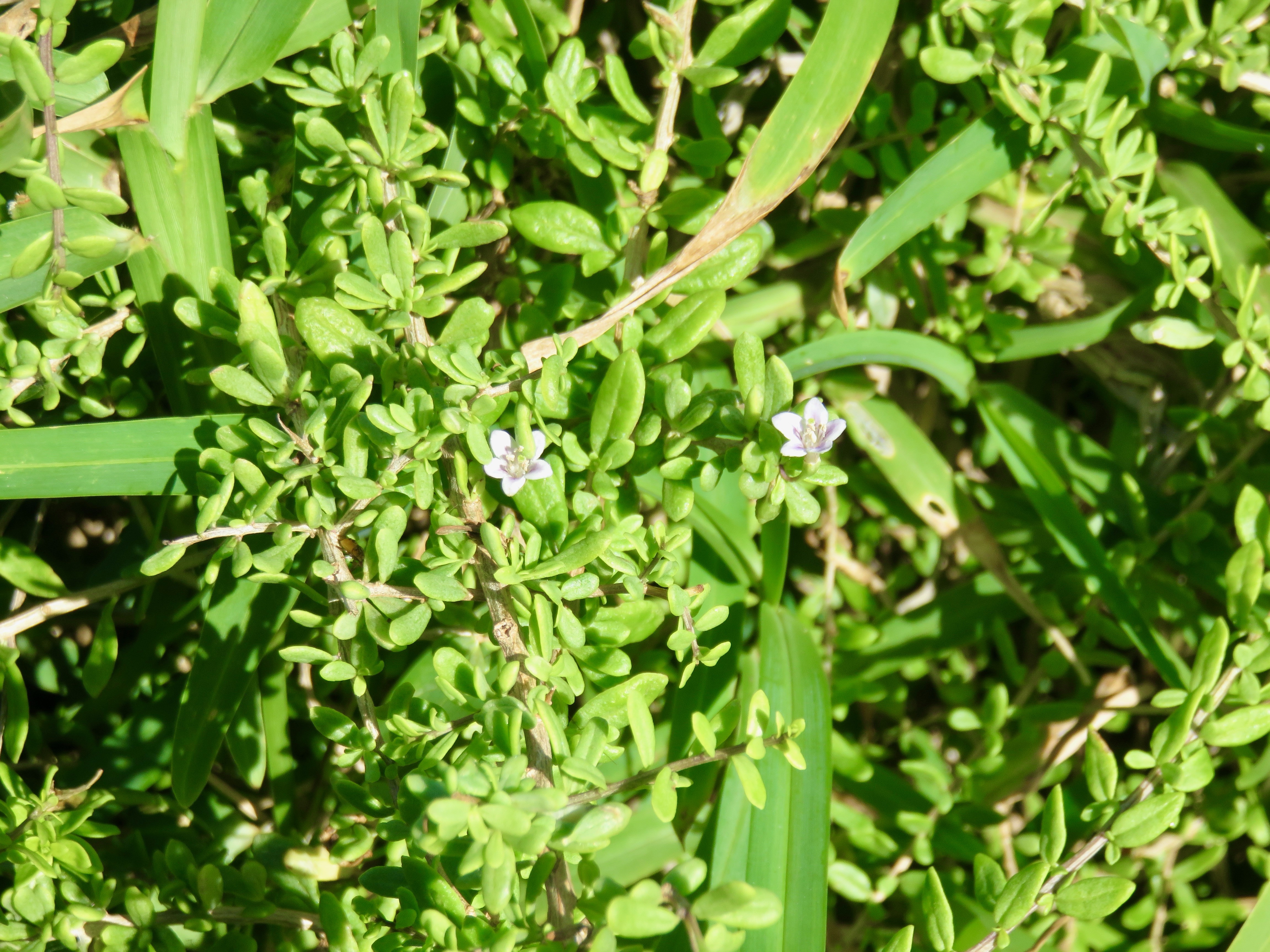 4. Lycium mascarenense A.M. Venter et A.J. Scott. - Souveraine de mer. - Solanaceae - Indigene.jpeg