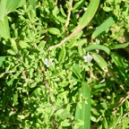 4. Lycium mascarenense A.M. Venter et A.J. Scott. - Souveraine de mer. - Solanaceae - Indigene.jpeg