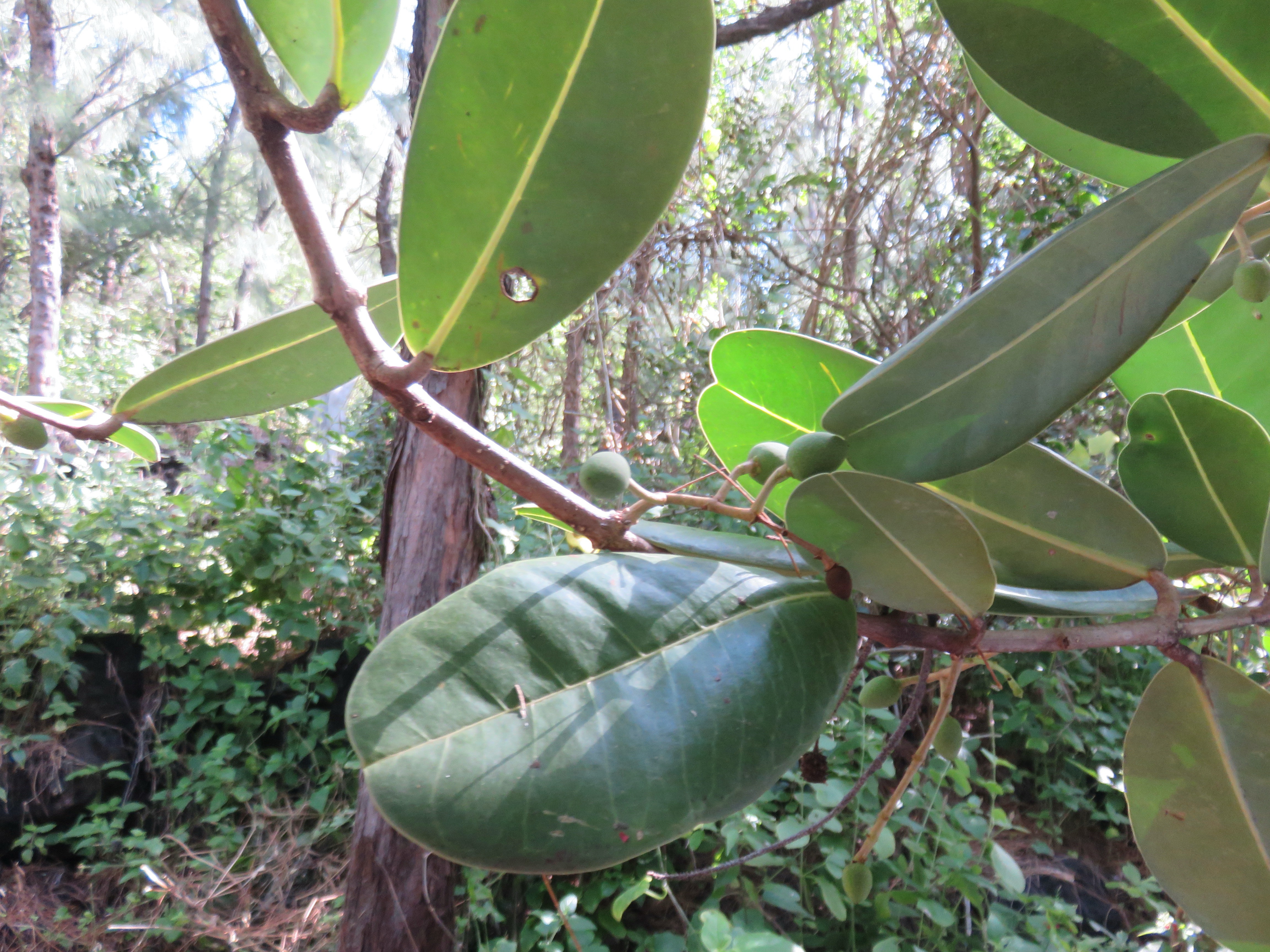 5. Fruits de Noronhia emarginata - Takamaka de Mada, doucette - Oleaceae.jpeg