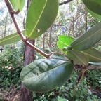 5. Fruits de Noronhia emarginata - Takamaka de Mada, doucette - Oleaceae.jpeg